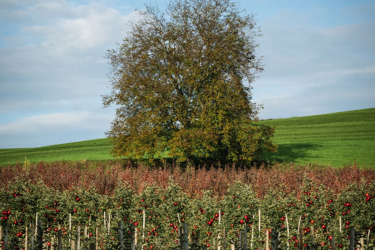 Apfelplantage am Bodensee mit einem einzelnen großen Baum unter bewölktem Himmel