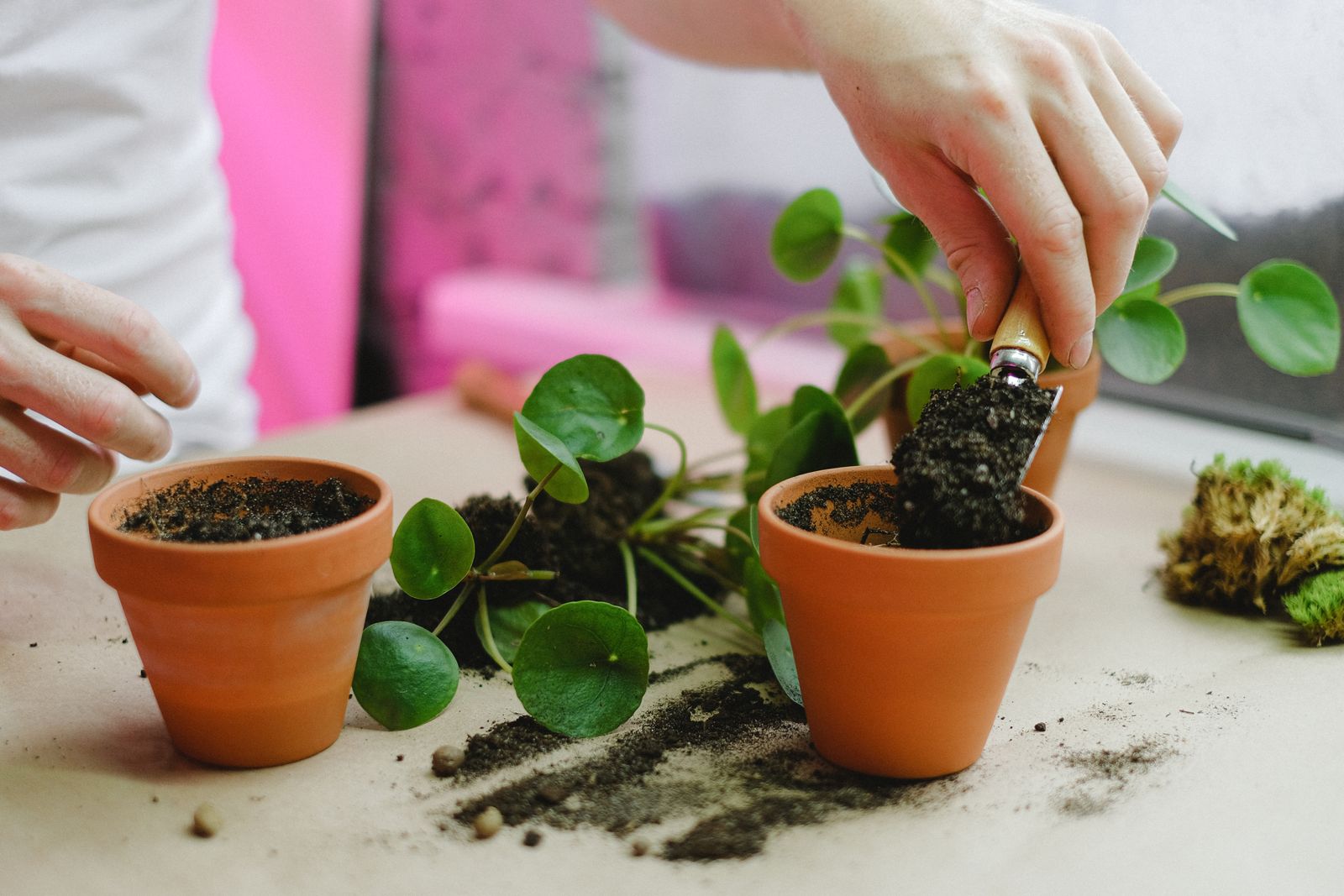 Hände füllen mit einer kleinen Schaufel frische Blumenerde in einen Terrakottatopf, daneben liegt eine Pilea