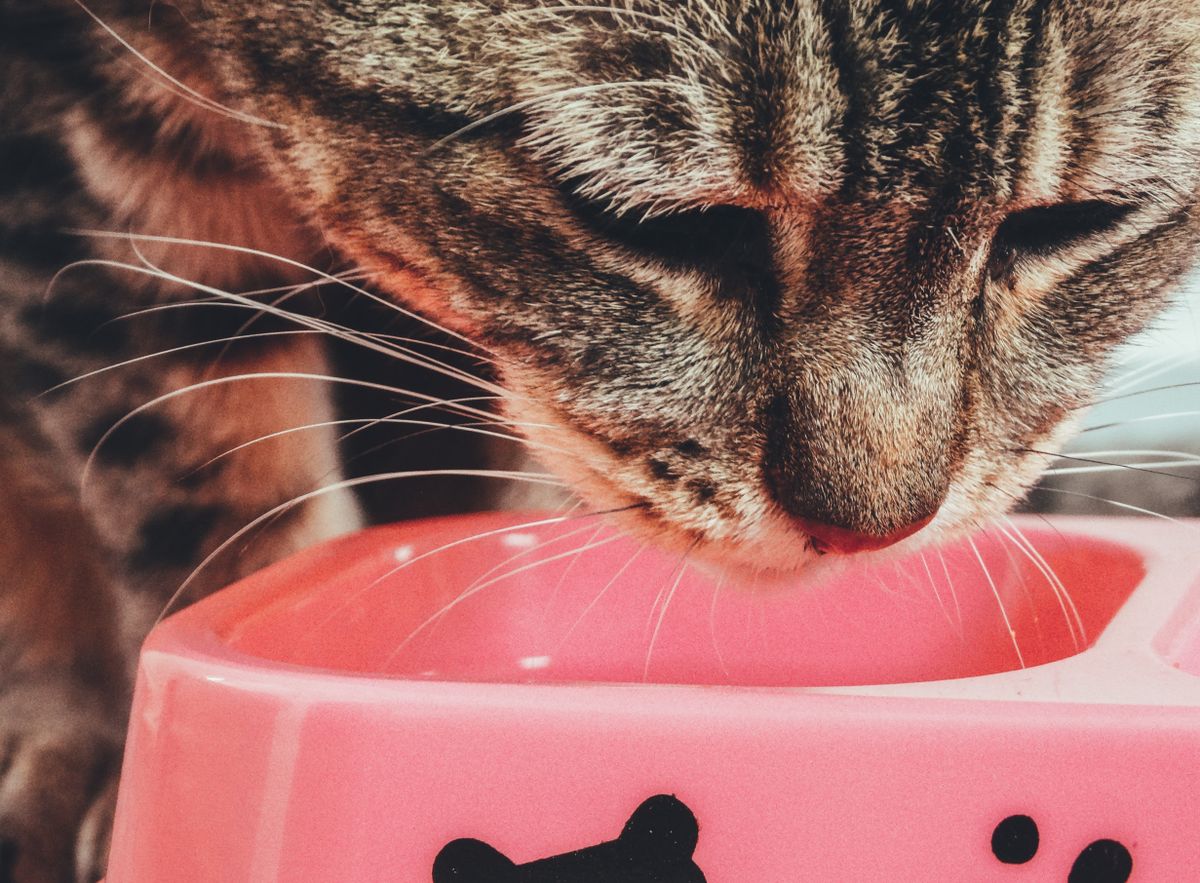 Getigerte Katze frisst mit gesenktem Kopf aus einem rosafarbenen Napf